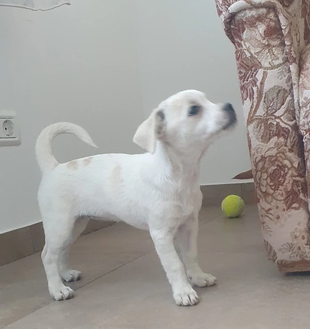 Enna, female puppy Mixed Breed for adoption at Tierschutzverein Labus Family e.V.