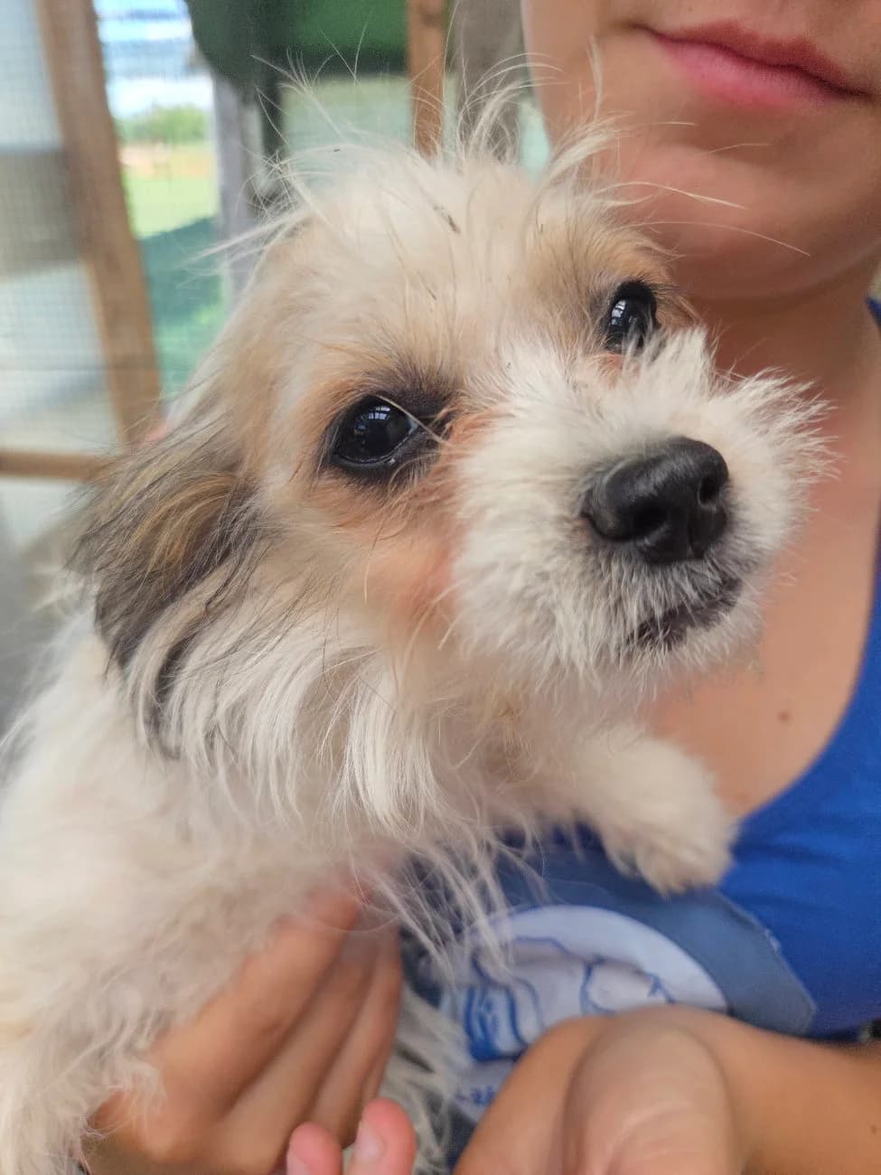 Flause, female puppy Mixed Breed for adoption at Tierschutzverein Labus Family e.V.