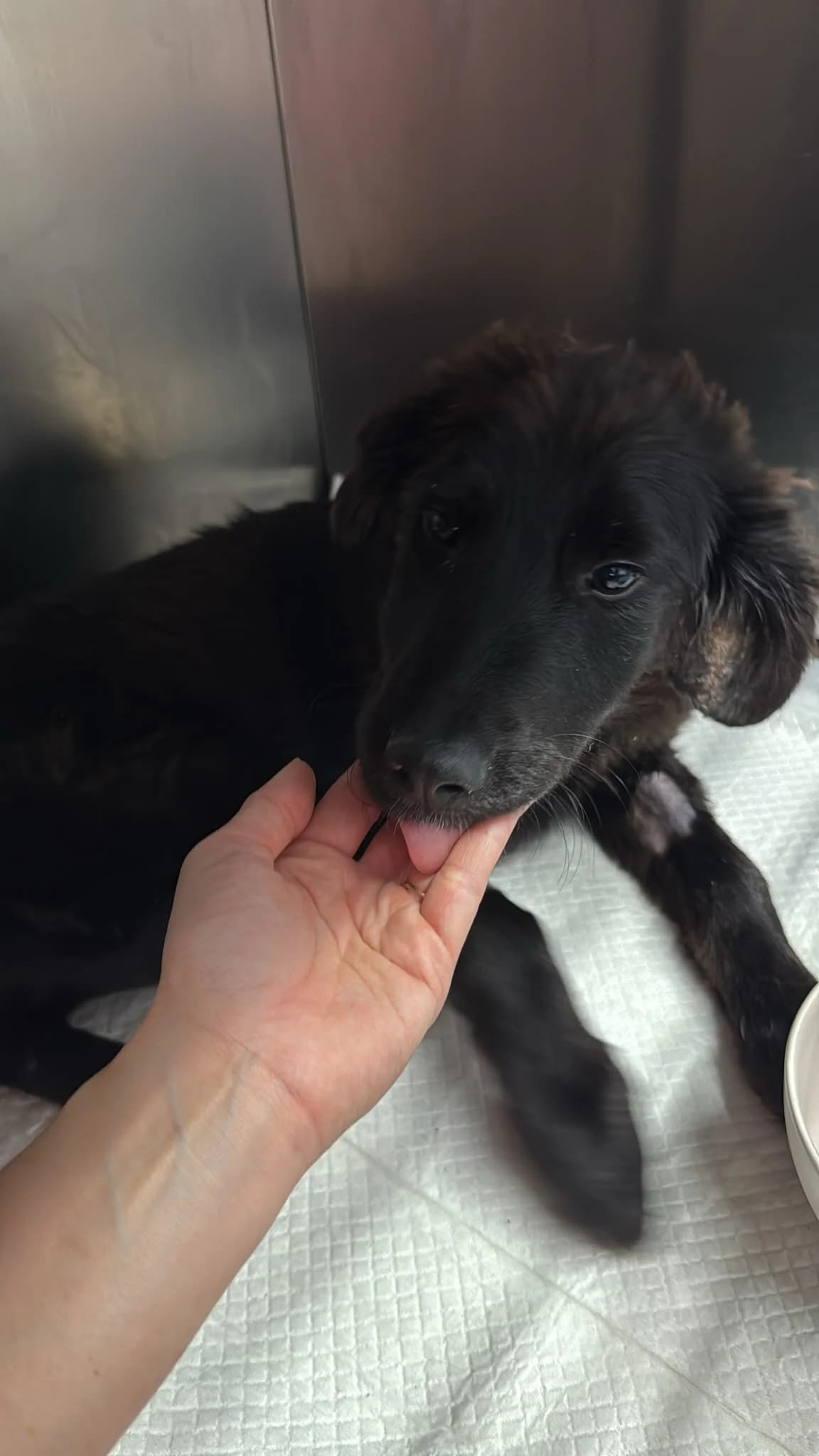 Glücksmariechen, female young Mixed Breed for adoption at Tierschutzverein Labus Family e.V.