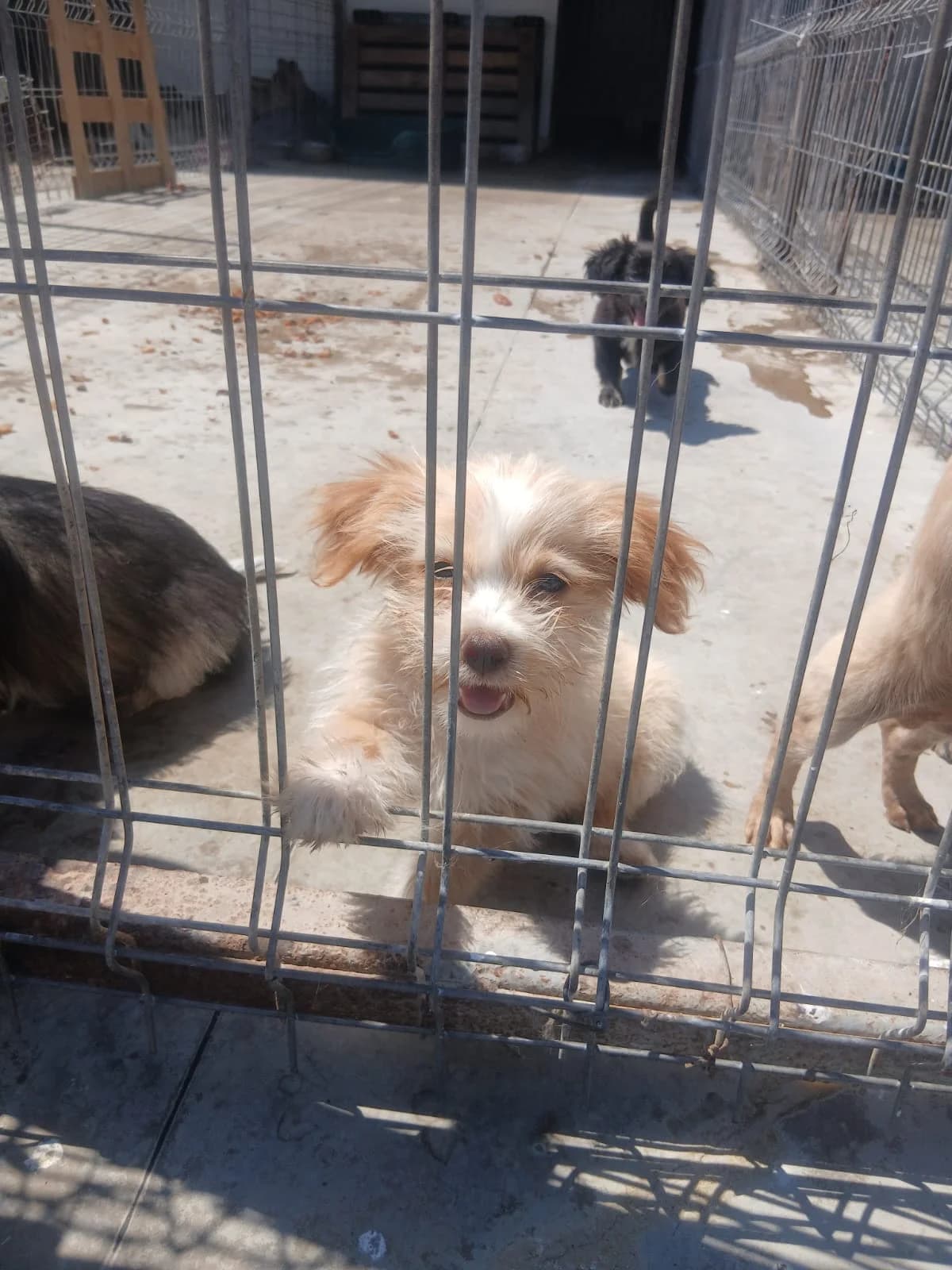 Kimiko, female puppy Mixed Breed for adoption at Tierschutzverein Labus Family e.V.