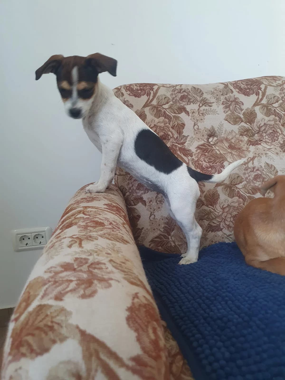 Maira, female puppy Mixed Breed for adoption at Tierschutzverein Labus Family e.V.