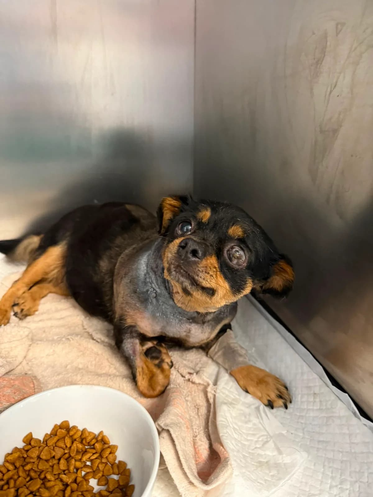 Martha, female 7yo Mixed Breed for adoption at Tierschutzverein Labus Family e.V.