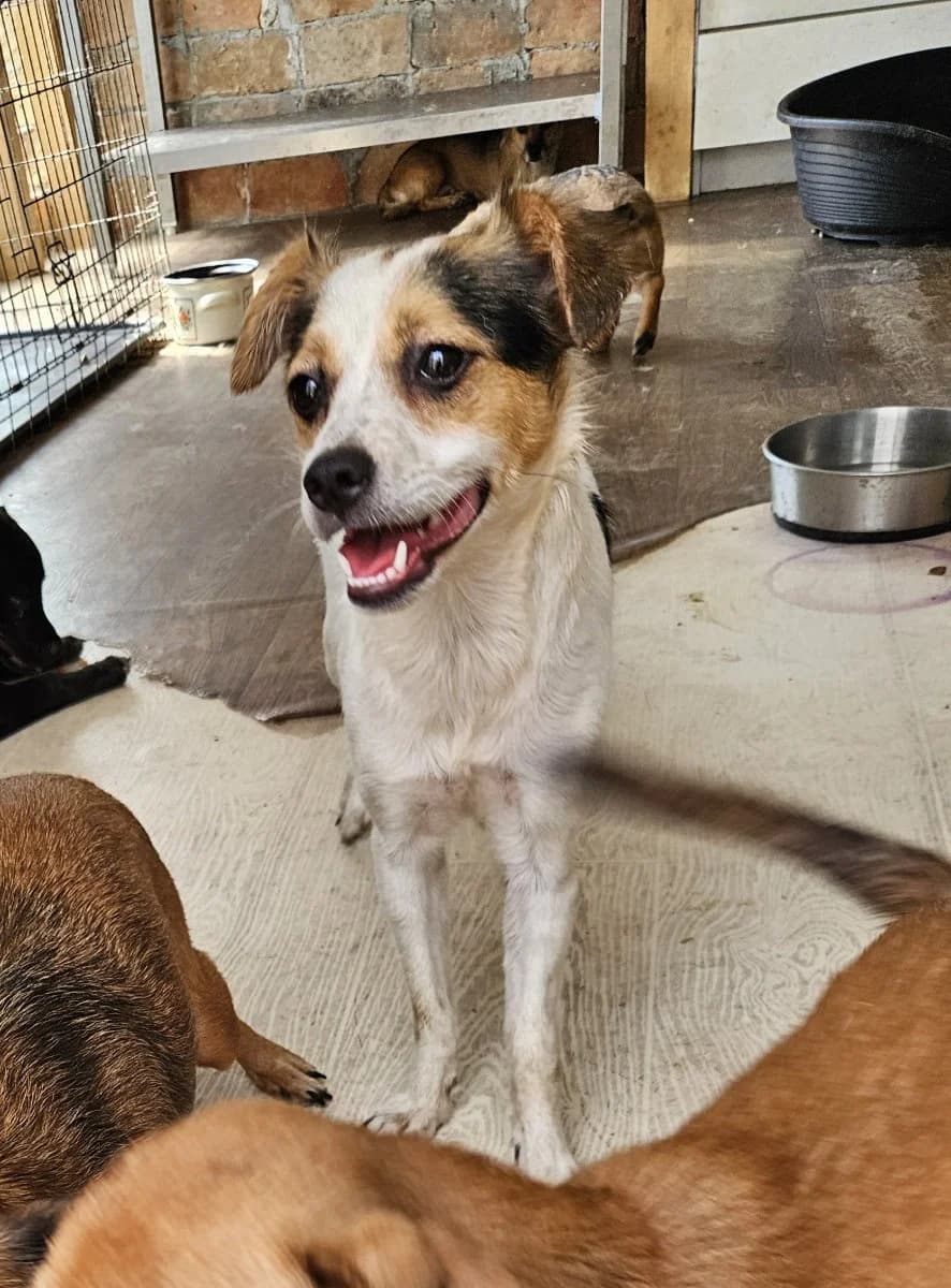 Muffin, female young Mixed Breed for adoption at Tierschutzverein Labus Family e.V.