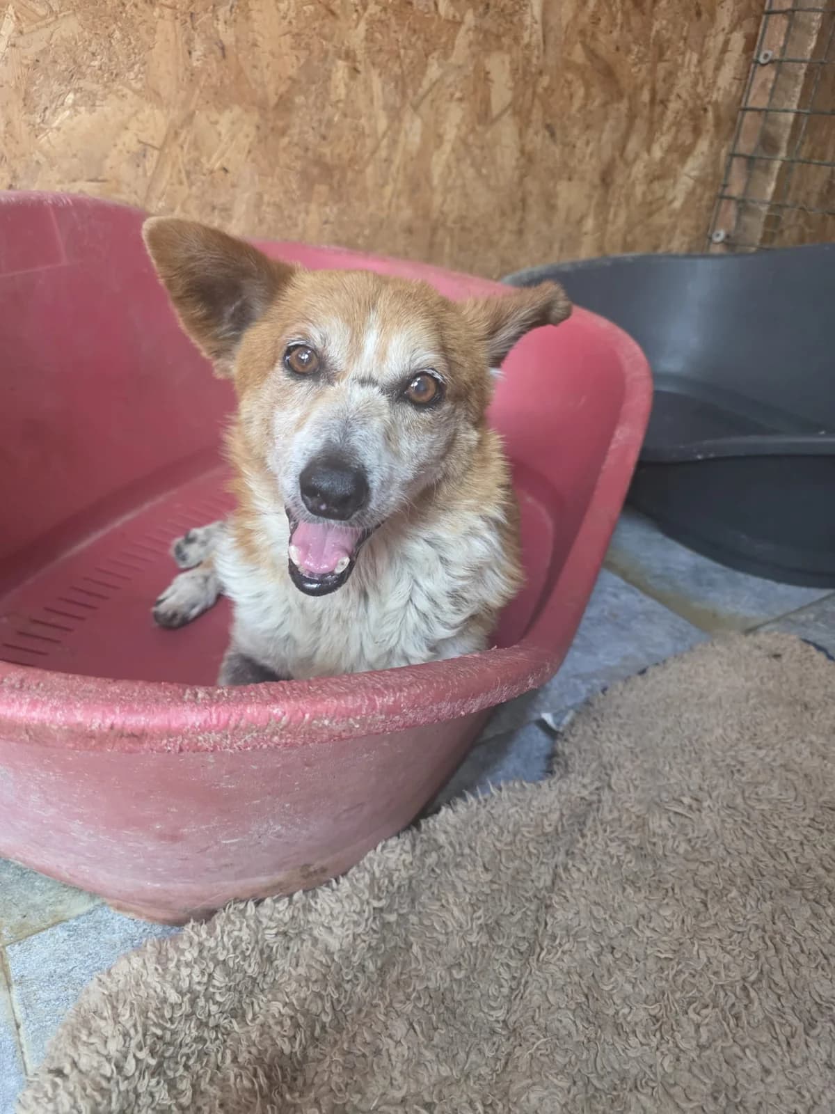 Opa Dante, male senior Mixed Breed for adoption at Tierschutzverein Labus Family e.V.