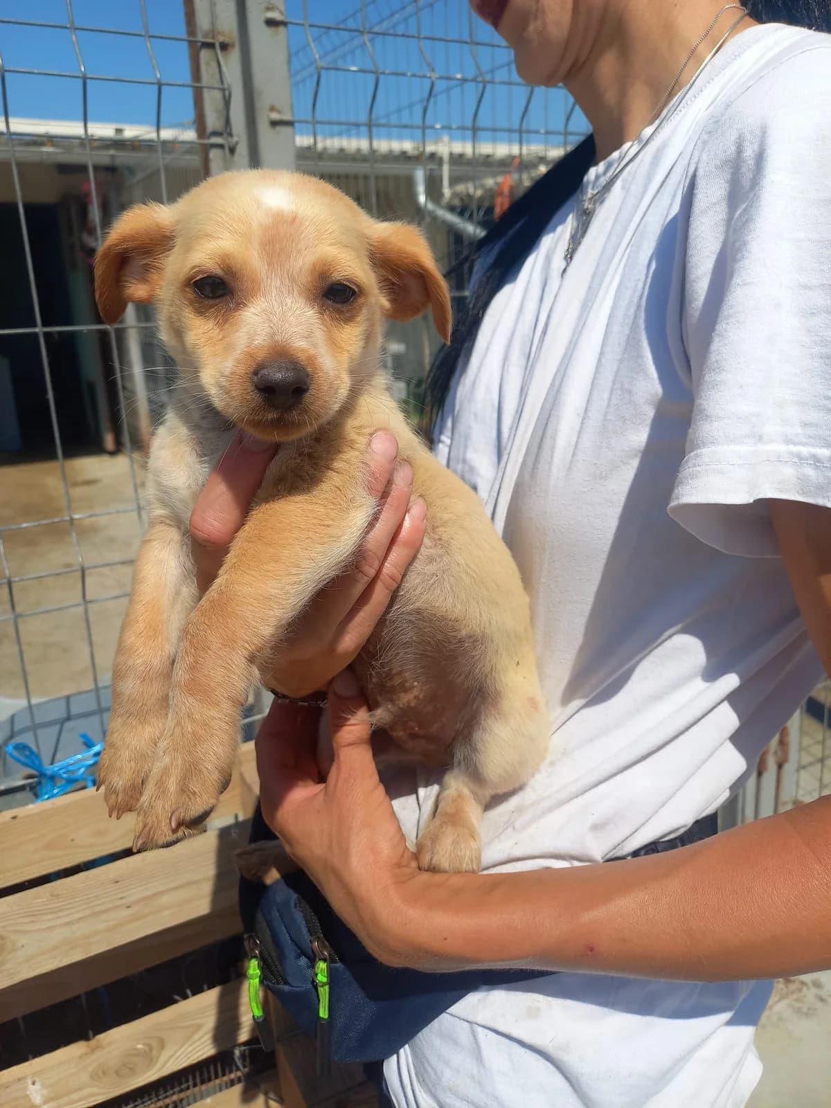 Pino, male puppy Mixed Breed for adoption at Tierschutzverein Labus Family e.V.