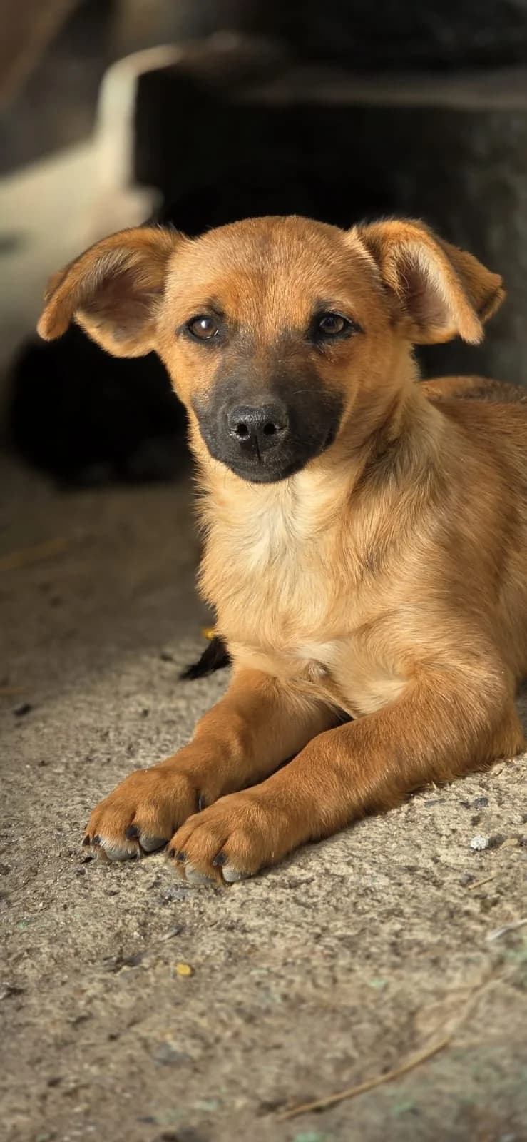 Rose Weasley, female puppy Mixed Breed for adoption at Tierschutzverein Labus Family e.V.