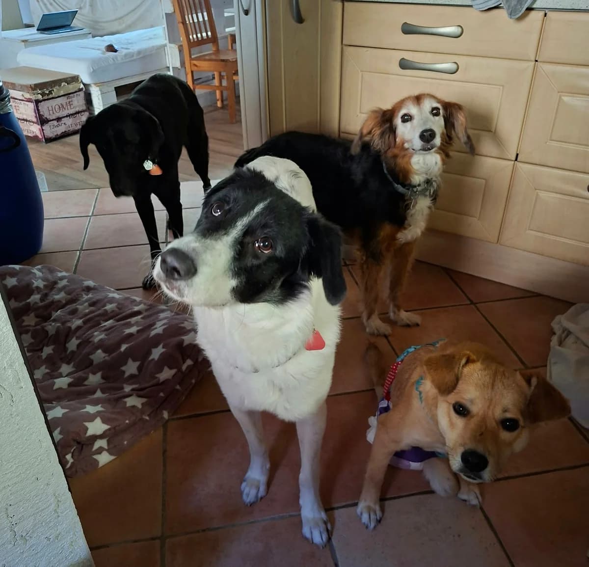 Tilda, female puppy Mixed Breed for adoption at Tierschutzverein Labus Family e.V.