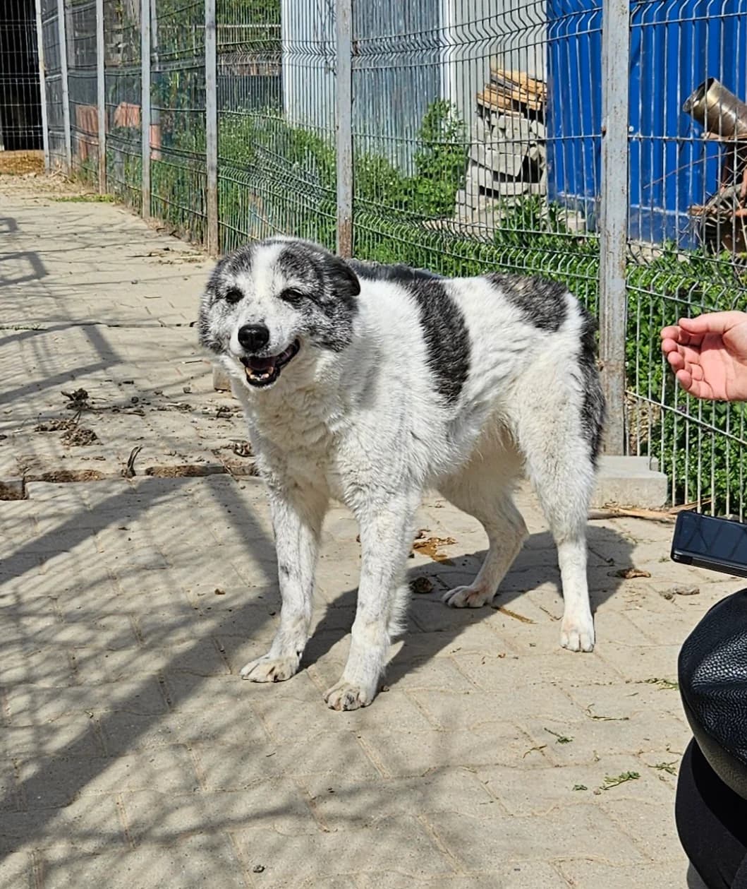 Alibi, male senior Mixed Breed for adoption at Tierschutzverein Labus Family e.V.