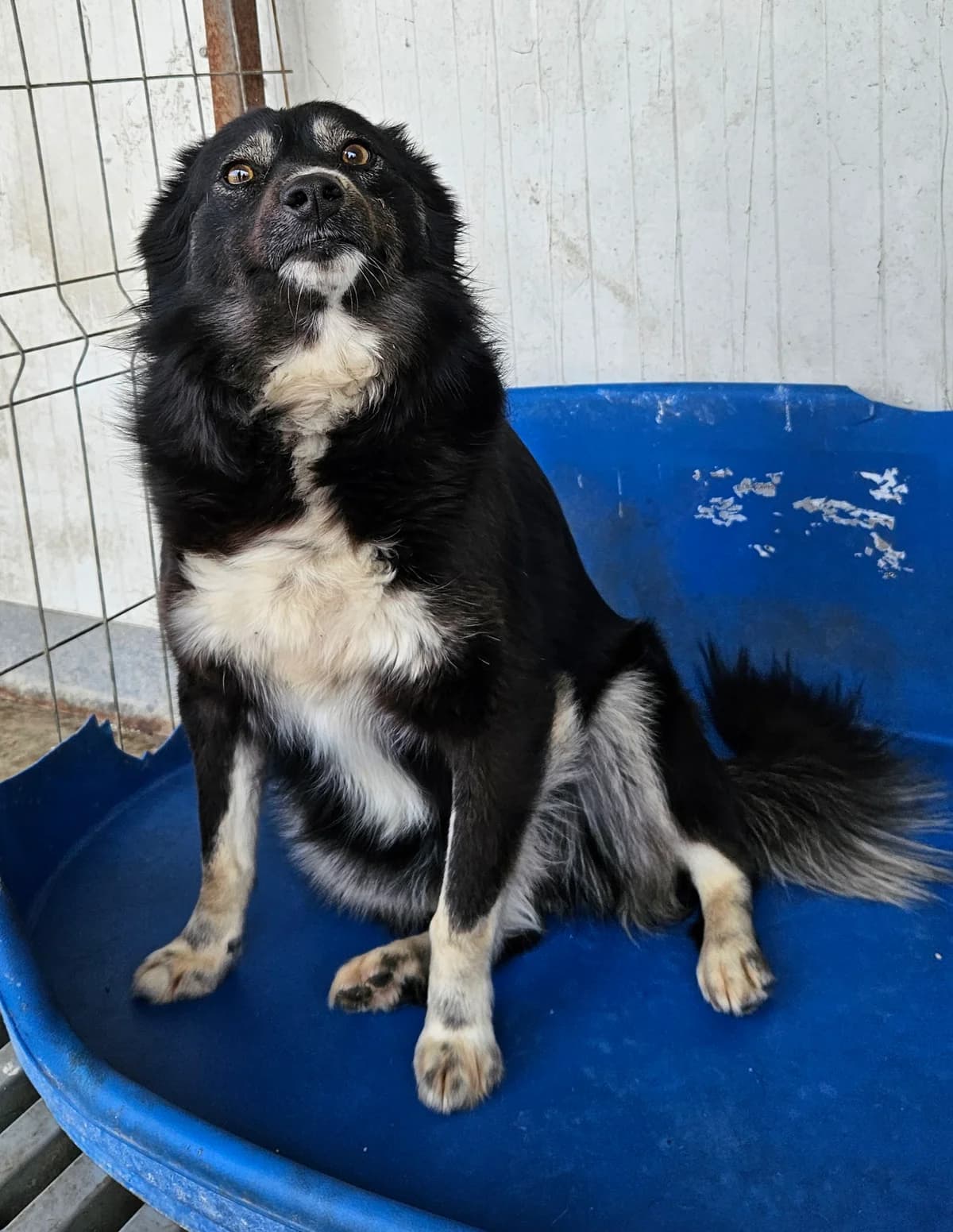 Andie, female 3yo Mixed Breed for adoption at Tierschutzverein Labus Family e.V.