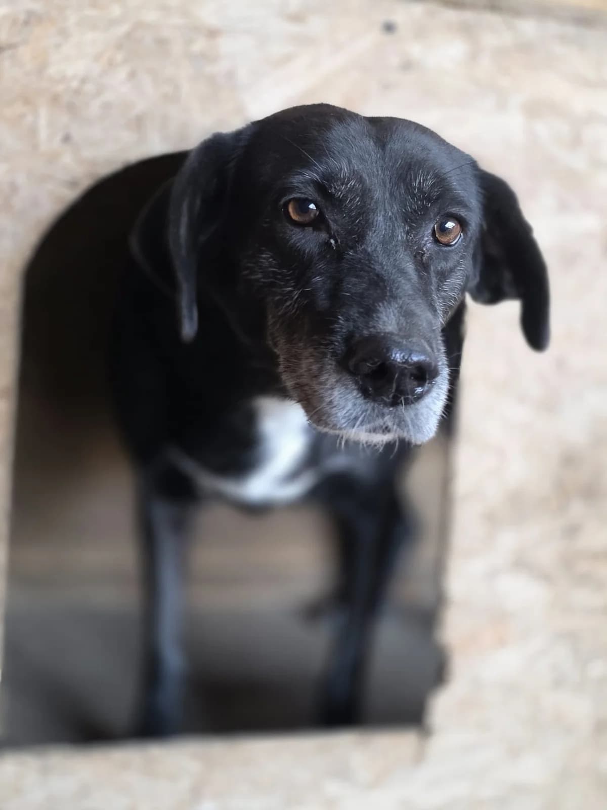 Anneliese, female senior Mixed Breed for adoption at Tierschutzverein Labus Family e.V.