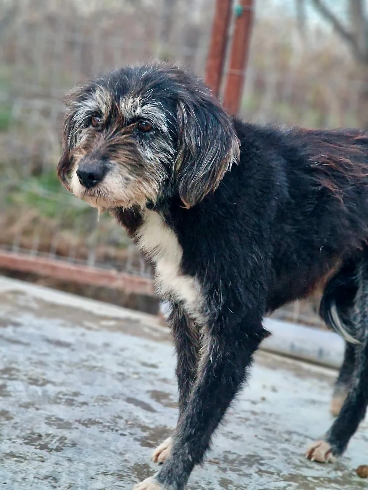 Dalma, female Mixed Breed for adoption at Tierschutzverein Labus Family e.V.