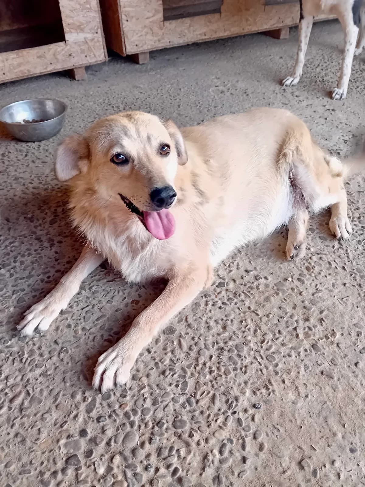 Dicke Berta, female senior Mixed Breed for adoption at Tierschutzverein Labus Family e.V.