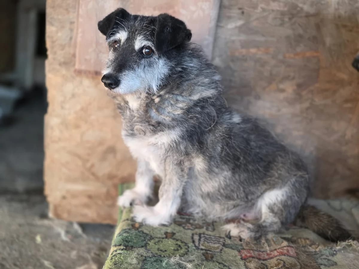 Else Kling, female senior Mixed Breed for adoption at Tierschutzverein Labus Family e.V.