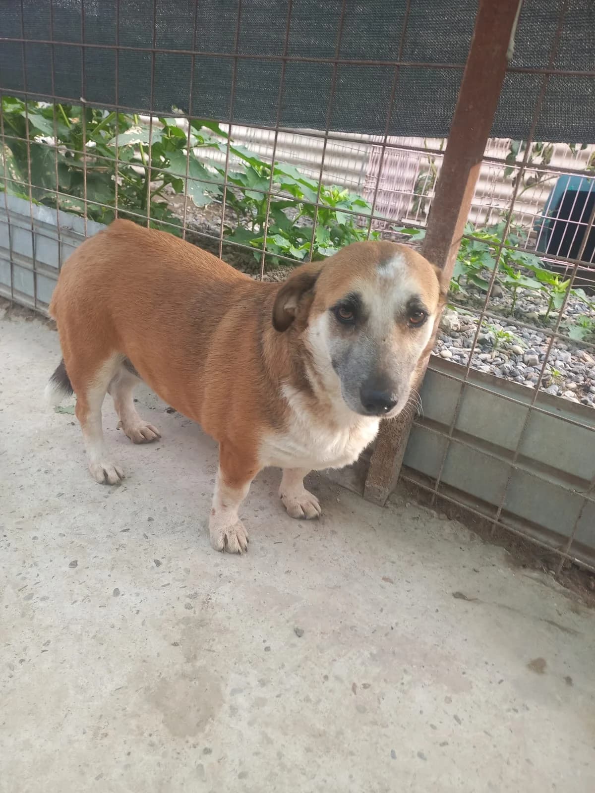 Klößchen, female 4yo Mixed Breed for adoption at Tierschutzverein Labus Family e.V.