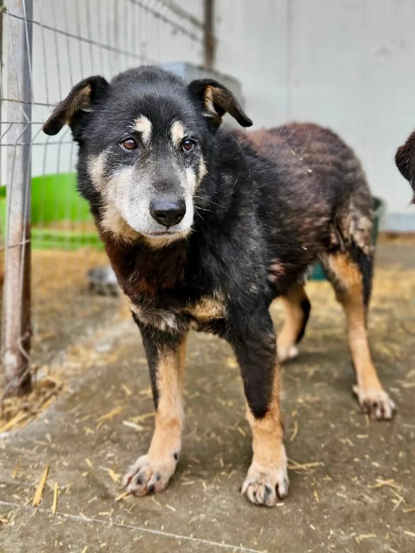 Max, male Mixed Breed for adoption at Tierschutzverein Labus Family e.V.
