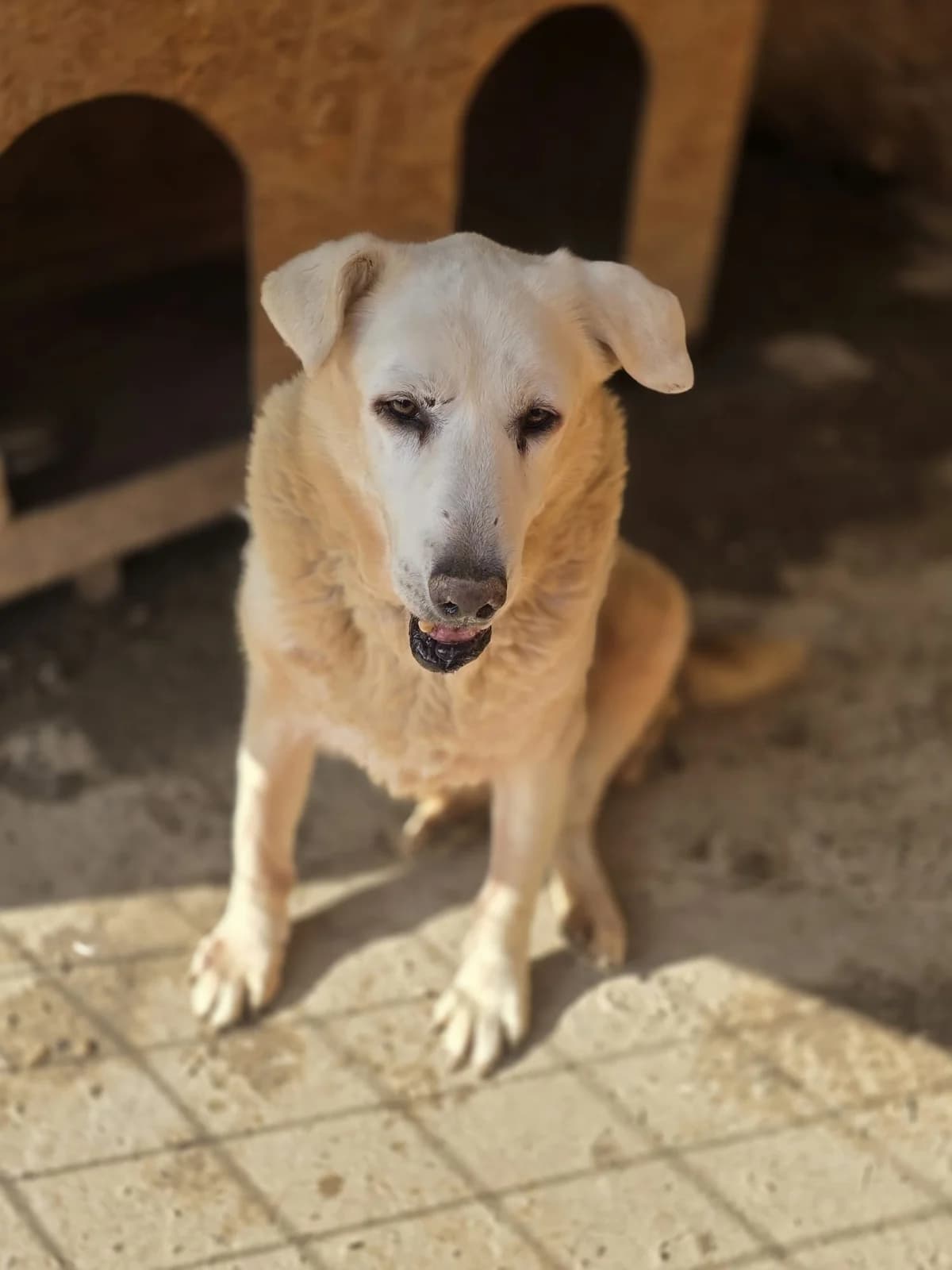 Opa Hilke, male senior Mixed Breed for adoption at Tierschutzverein Labus Family e.V.