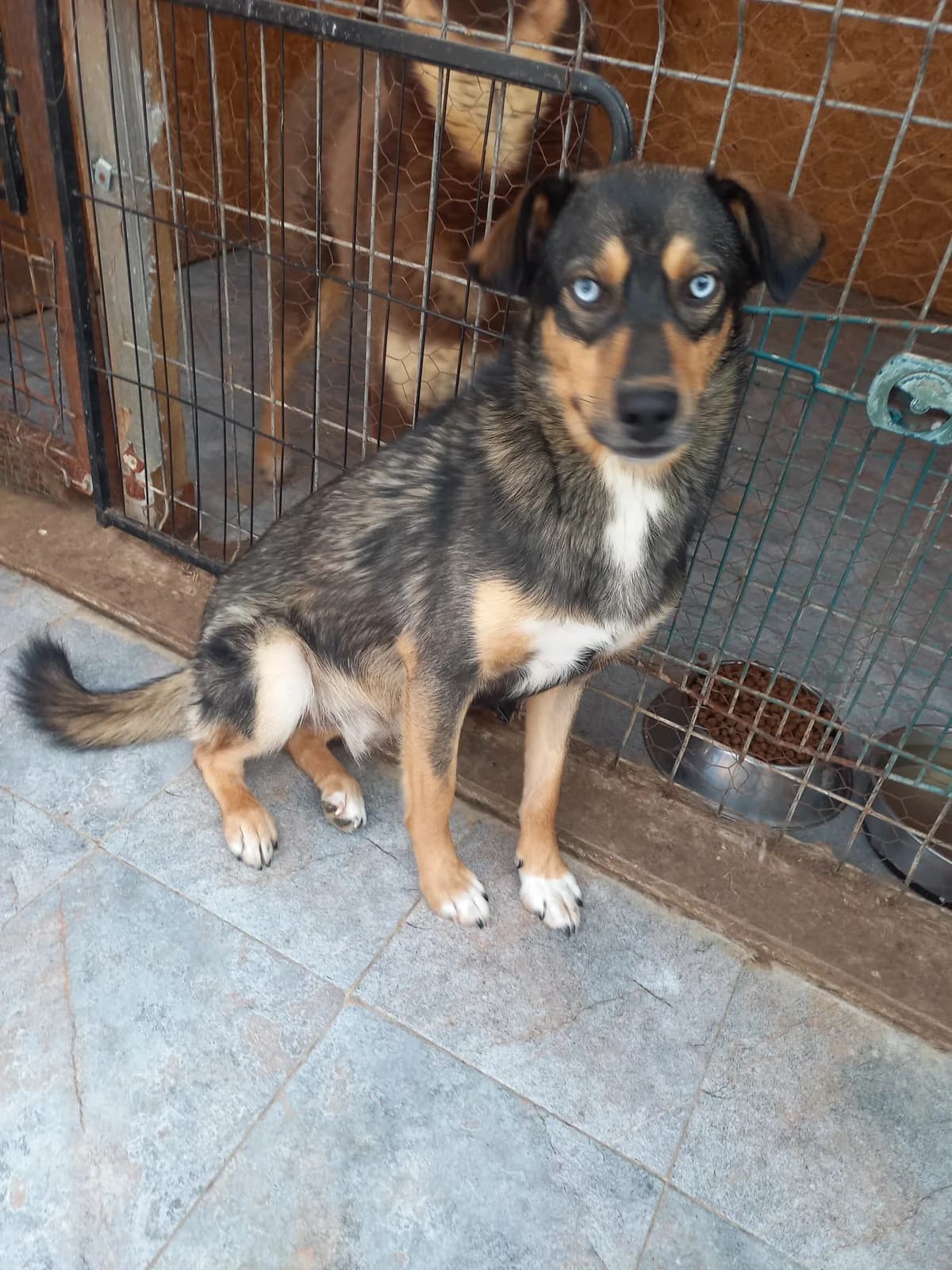 Rocket, male young Mixed Breed for adoption at Tierschutzverein Labus Family e.V.