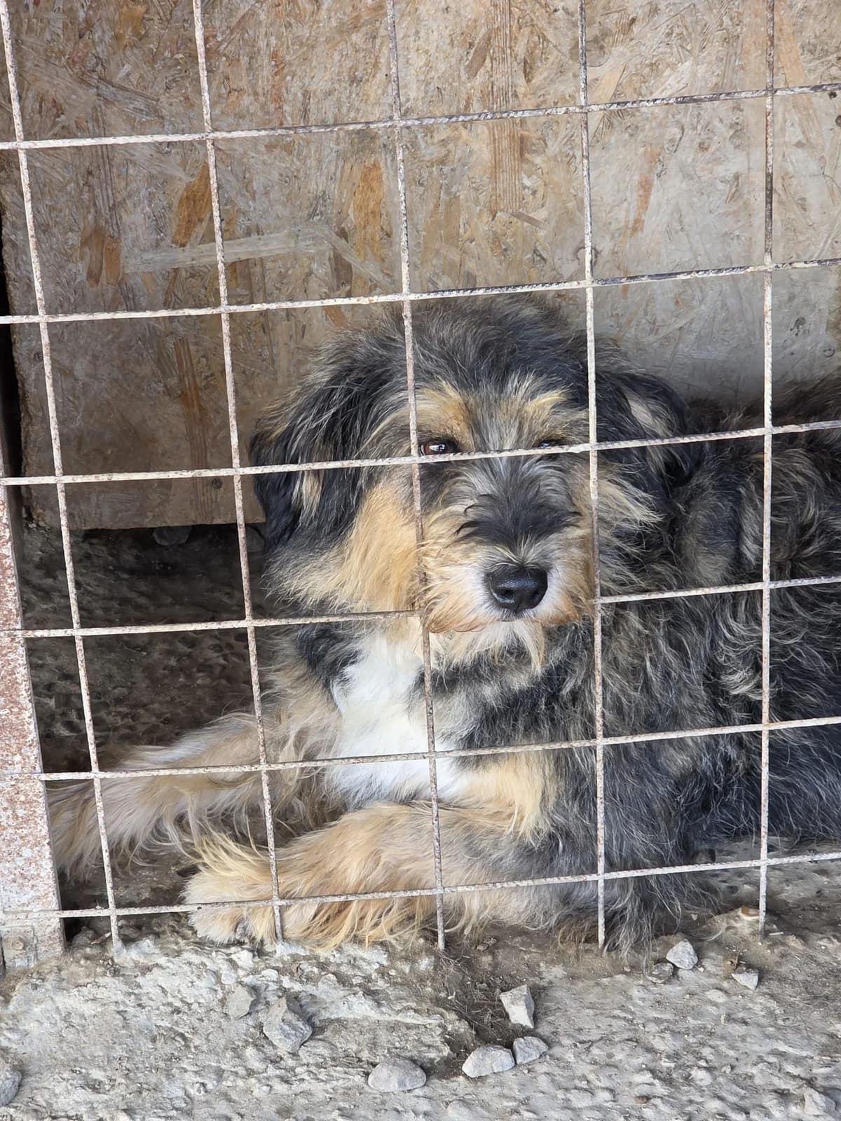 Tante Käthe, female senior Mixed Breed for adoption at Tierschutzverein Labus Family e.V.