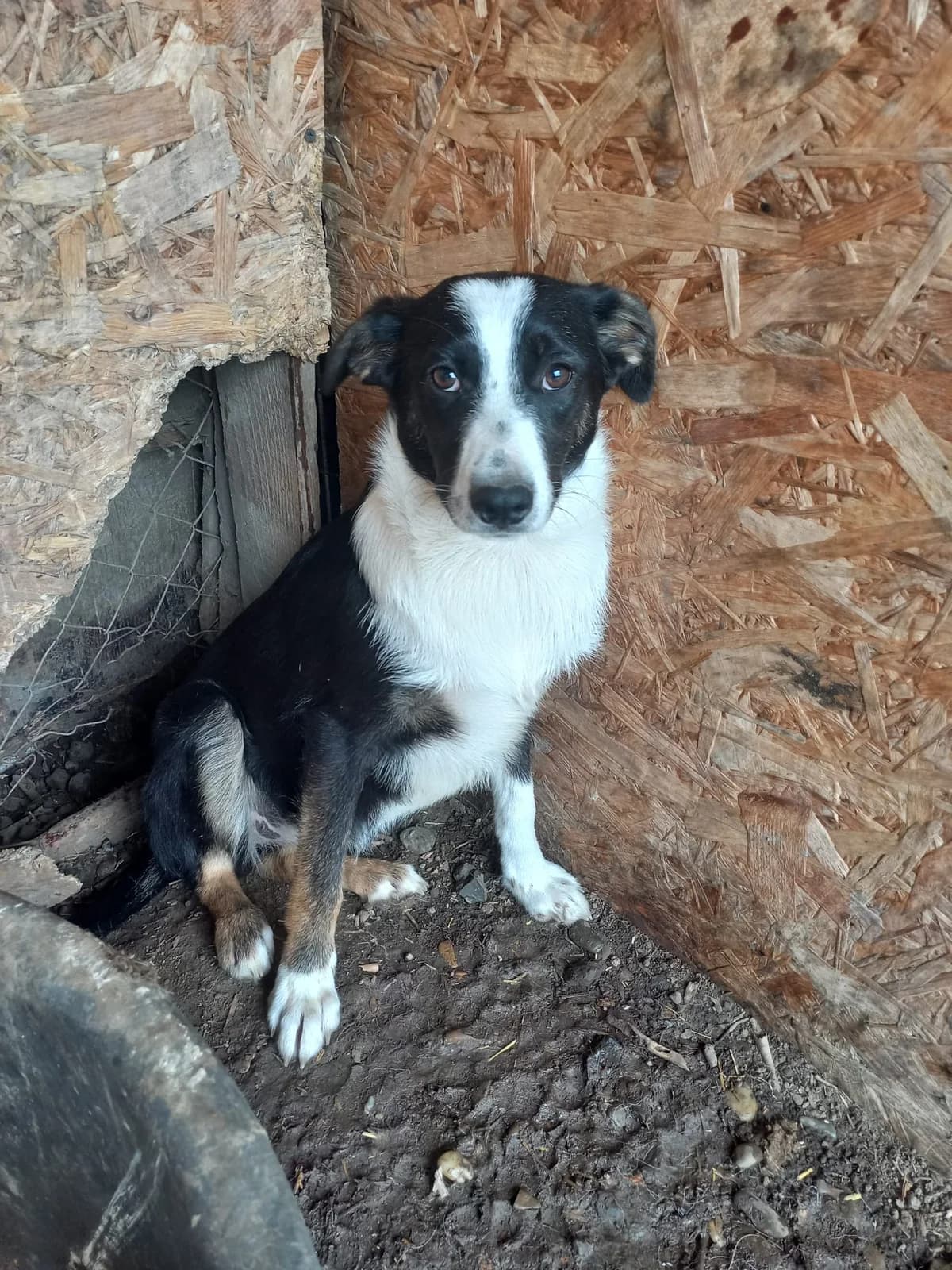Aella, female puppy Mixed Breed for adoption at Tierschutzverein Labus Family e.V.