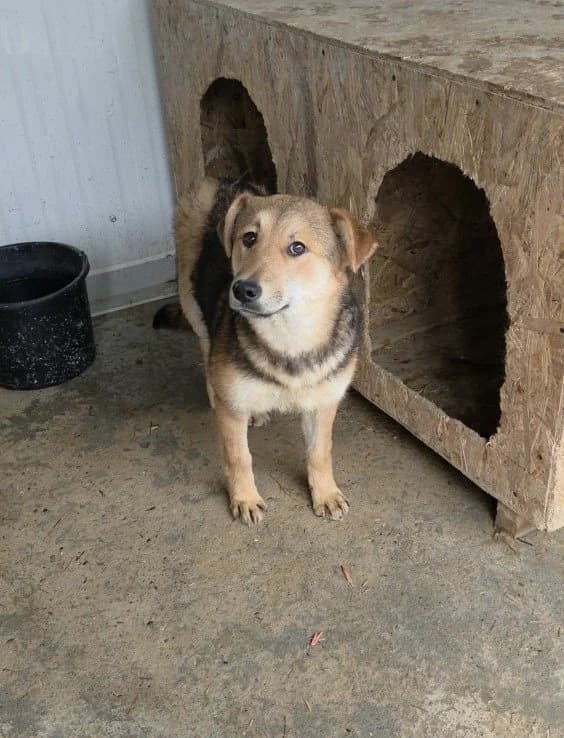 Aiyana, female young Mixed Breed for adoption at Tierschutzverein Labus Family e.V.