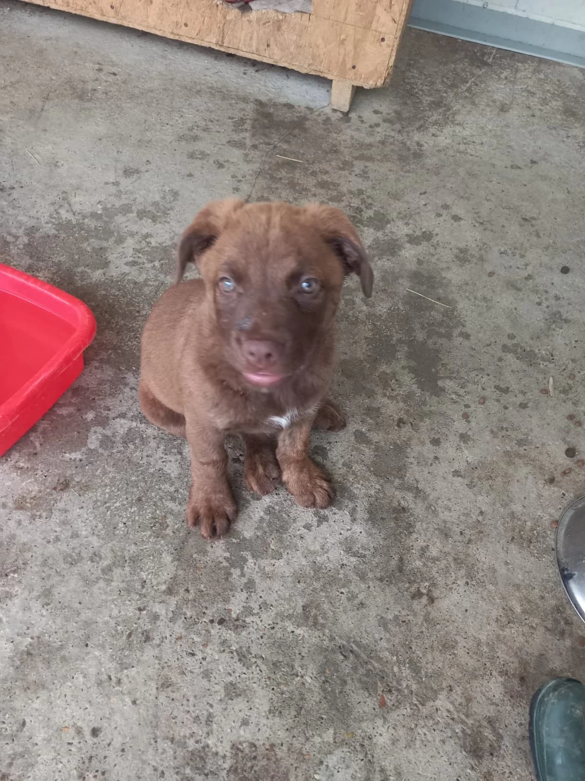 Alana, female puppy Mixed Breed for adoption at Tierschutzverein Labus Family e.V.