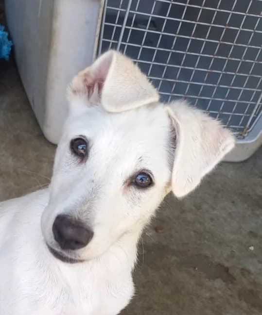 Alberta, female young Mixed Breed for adoption at Tierschutzverein Labus Family e.V.