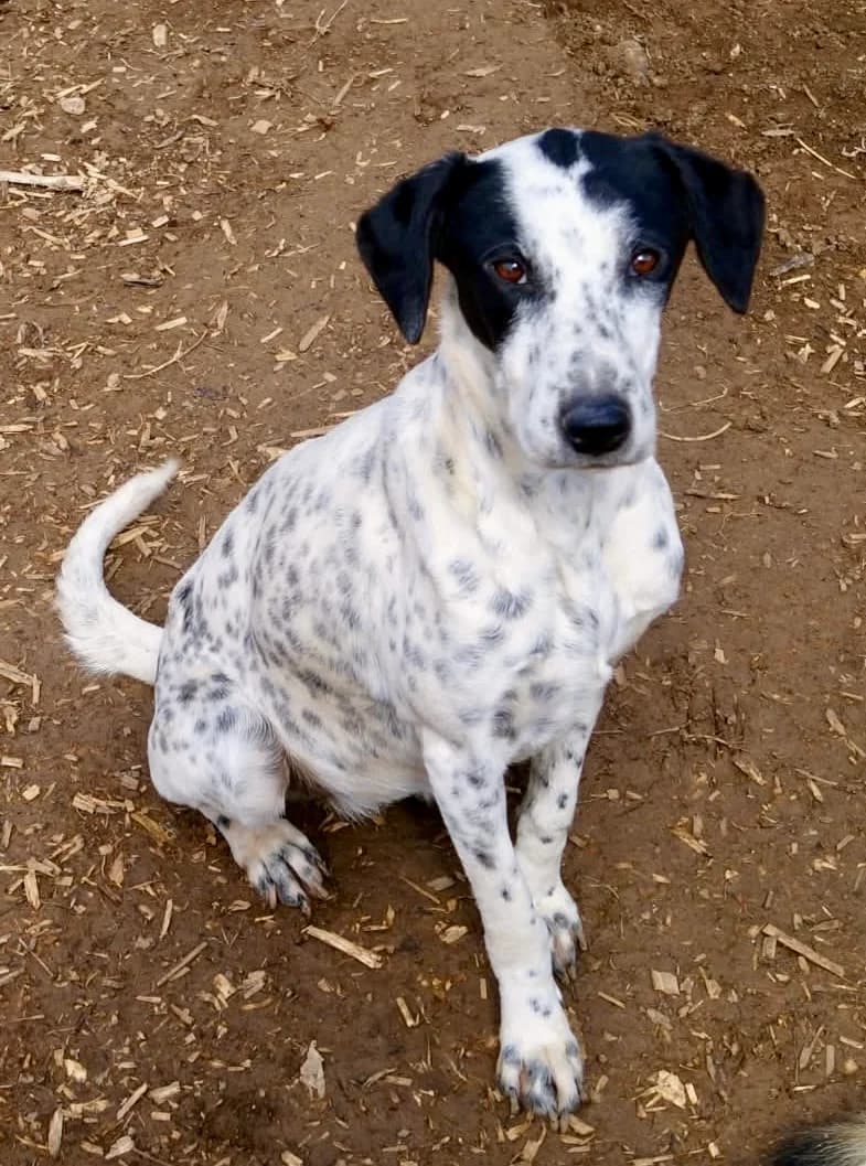 Alicia, female 4yo Mixed Breed for adoption at Tierschutzverein Labus Family e.V.