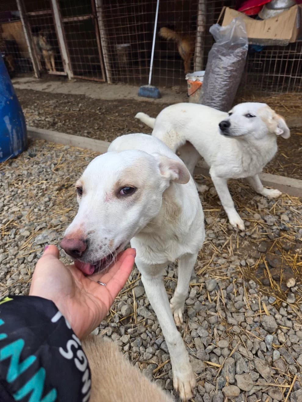 Amadahy, female young Mixed Breed for adoption at Tierschutzverein Labus Family e.V.