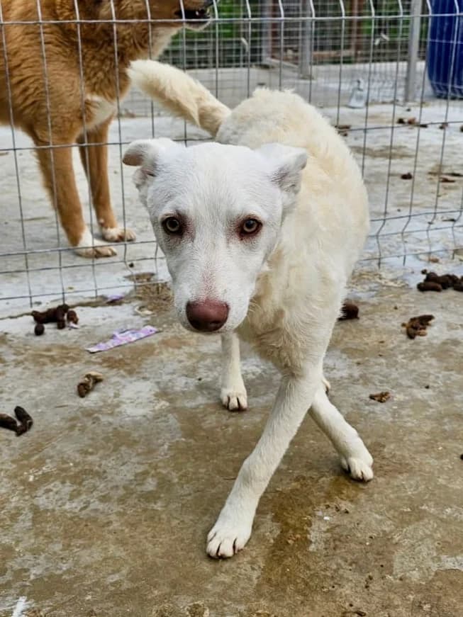 Amadeus, male young Mixed Breed for adoption at Tierschutzverein Labus Family e.V.