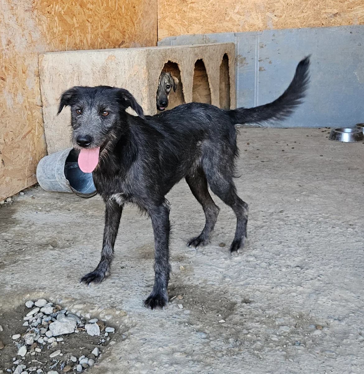 Amarah, female young Mixed Breed for adoption at Tierschutzverein Labus Family e.V.