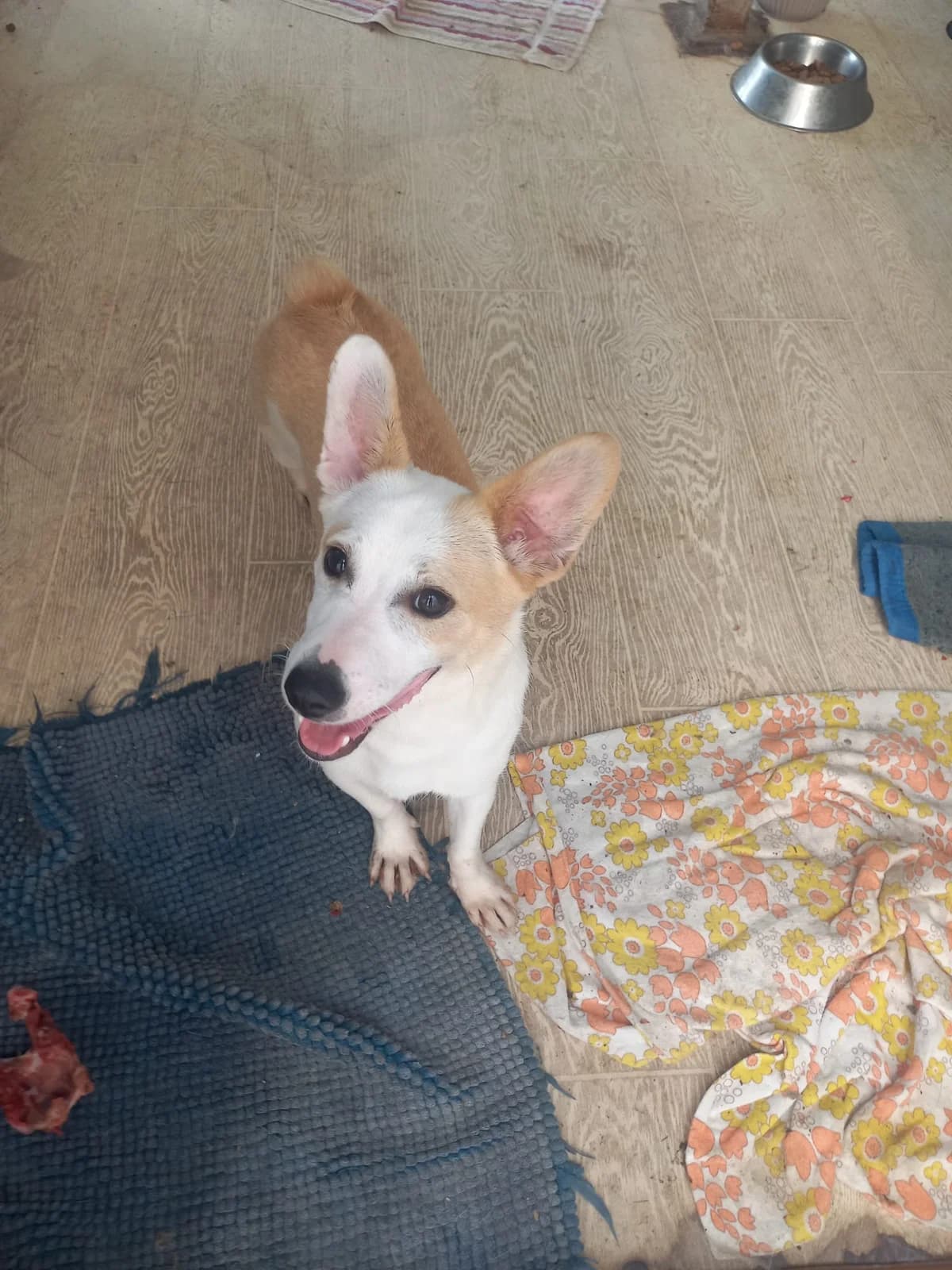 Amaretto, male puppy Mixed Breed for adoption at Tierschutzverein Labus Family e.V.