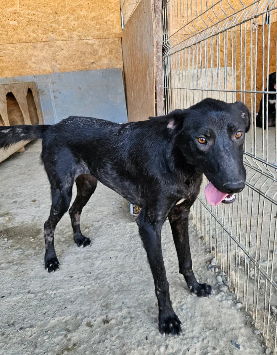 Angel, female young Mixed Breed for adoption at Tierschutzverein Labus Family e.V.