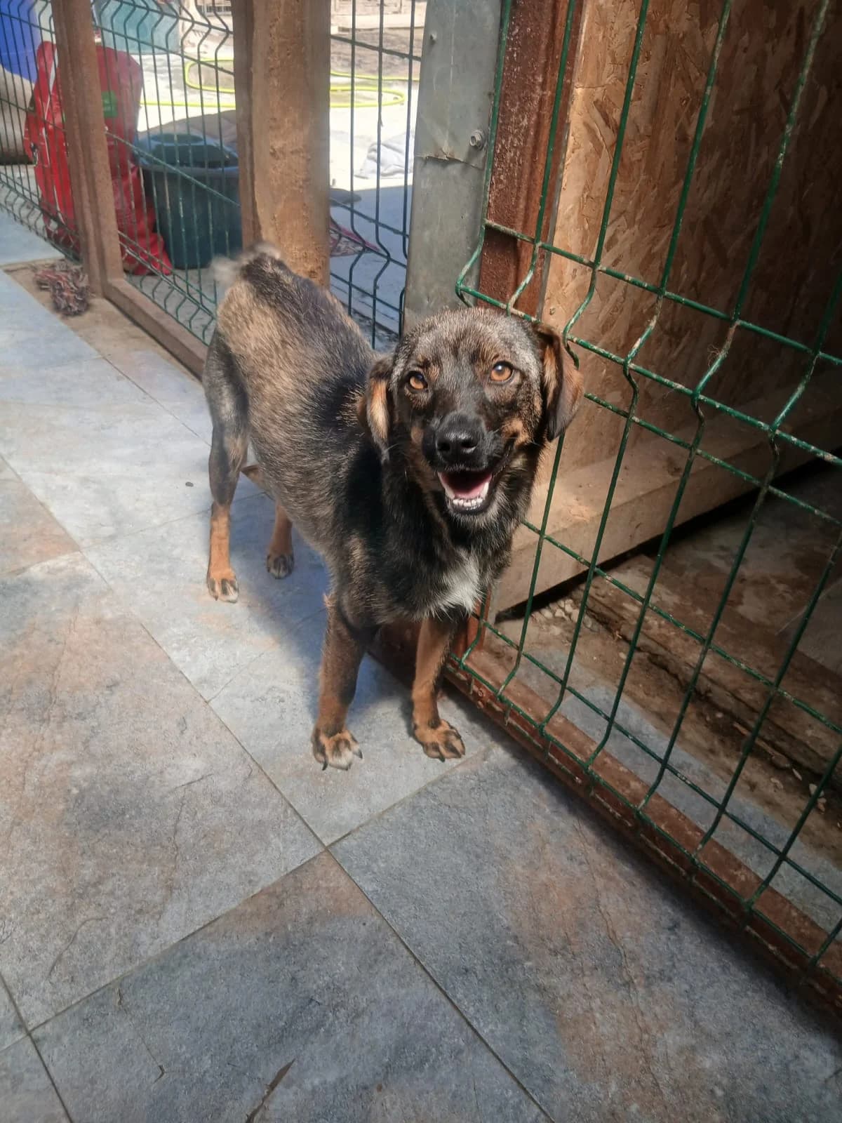Anouk, female young Mixed Breed for adoption at Tierschutzverein Labus Family e.V.