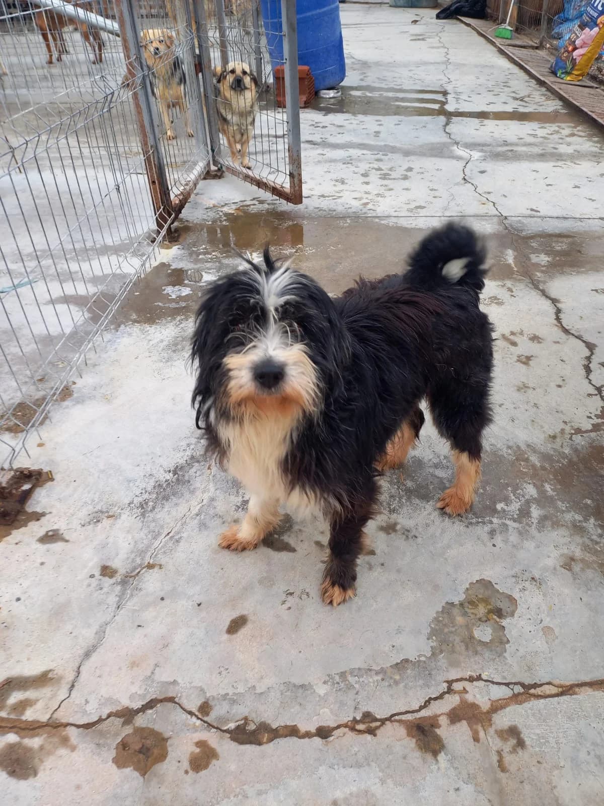 Archie, male senior Mixed Breed for adoption at Tierschutzverein Labus Family e.V.