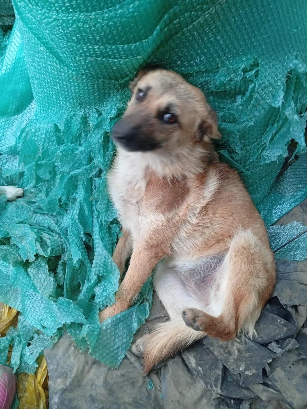Aria, female young Mixed Breed for adoption at Tierschutzverein Labus Family e.V.