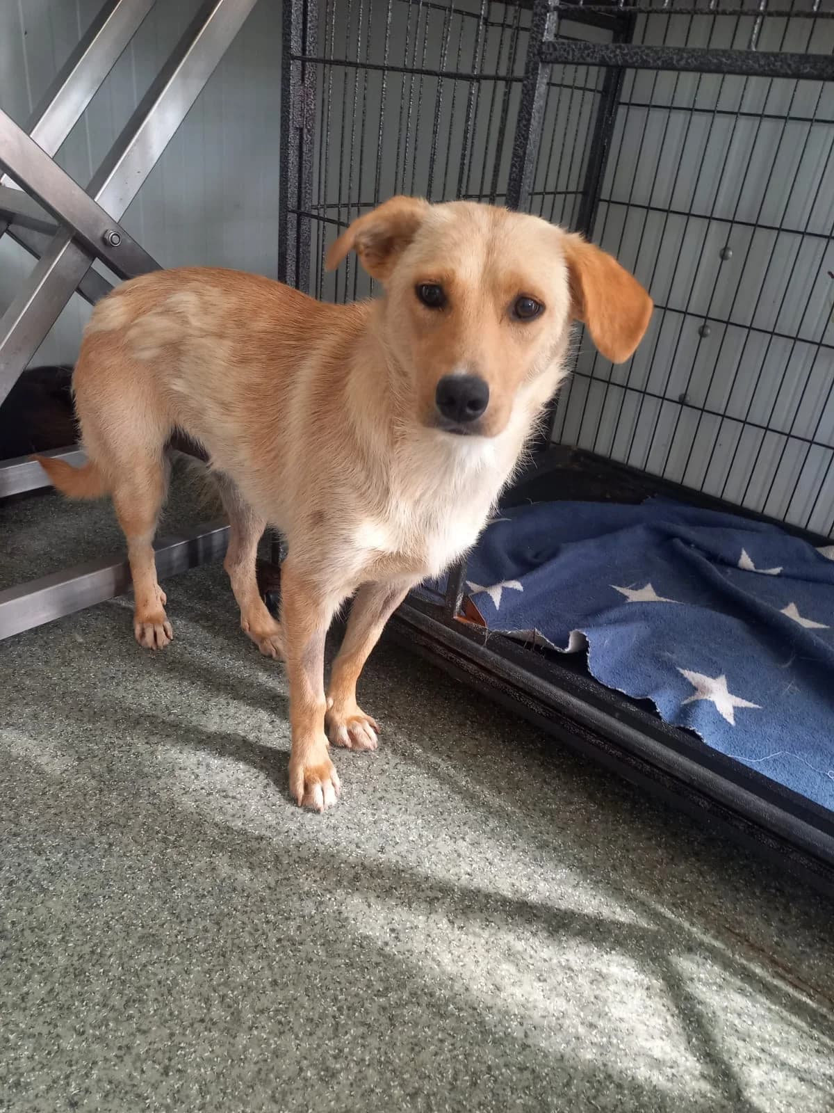 Arima, female 3yo Mixed Breed for adoption at Tierschutzverein Labus Family e.V.