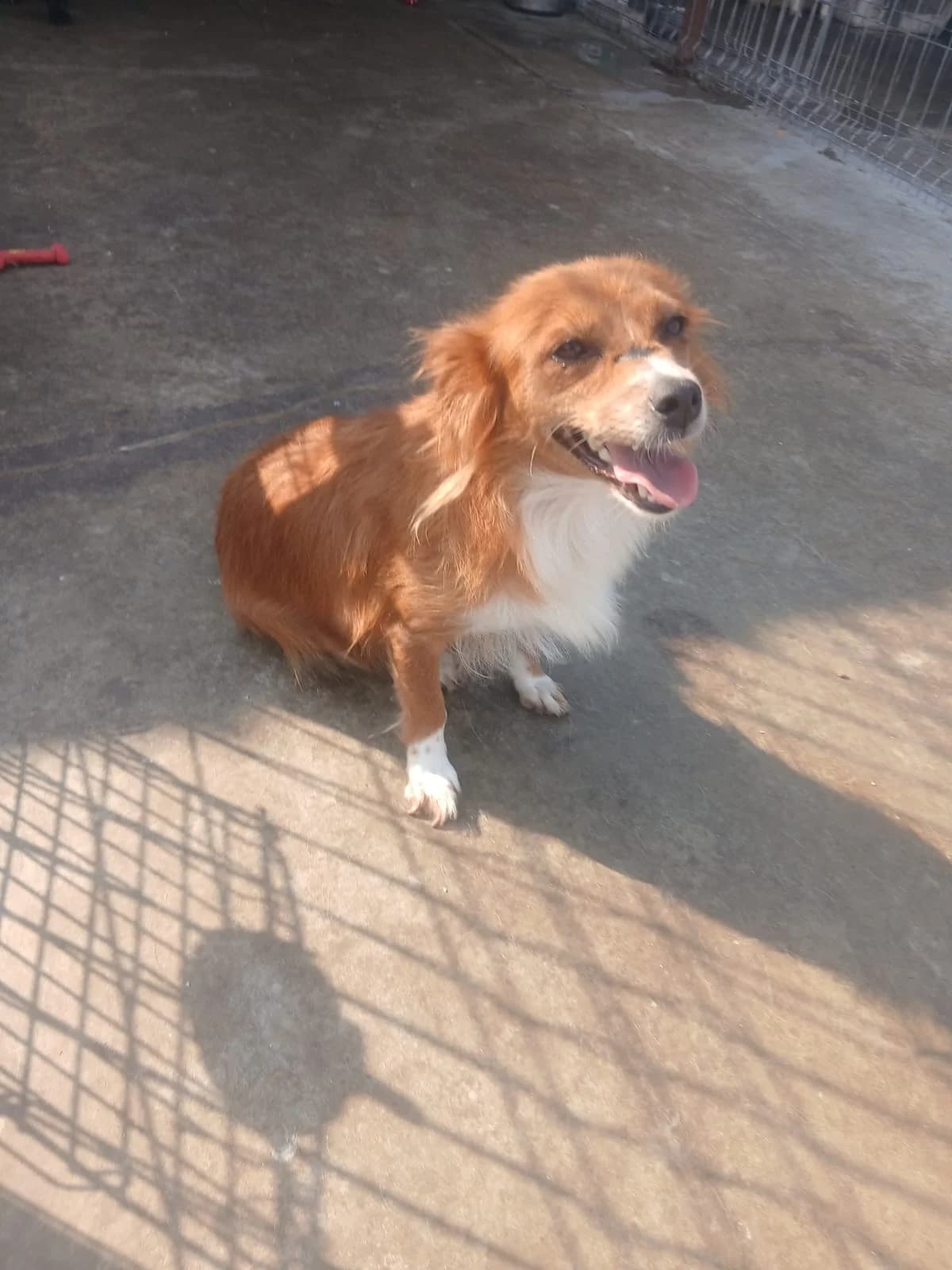 Asha, female 6yo Mixed Breed for adoption at Tierschutzverein Labus Family e.V.