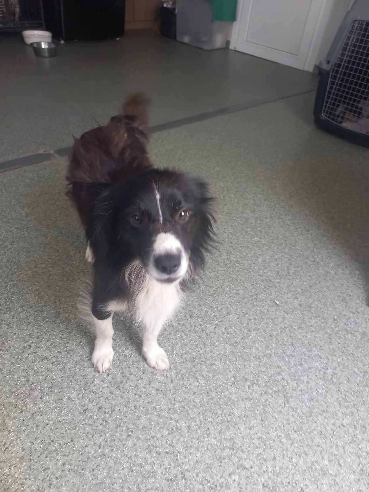 Avanti, male puppy Mixed Breed for adoption at Tierschutzverein Labus Family e.V.