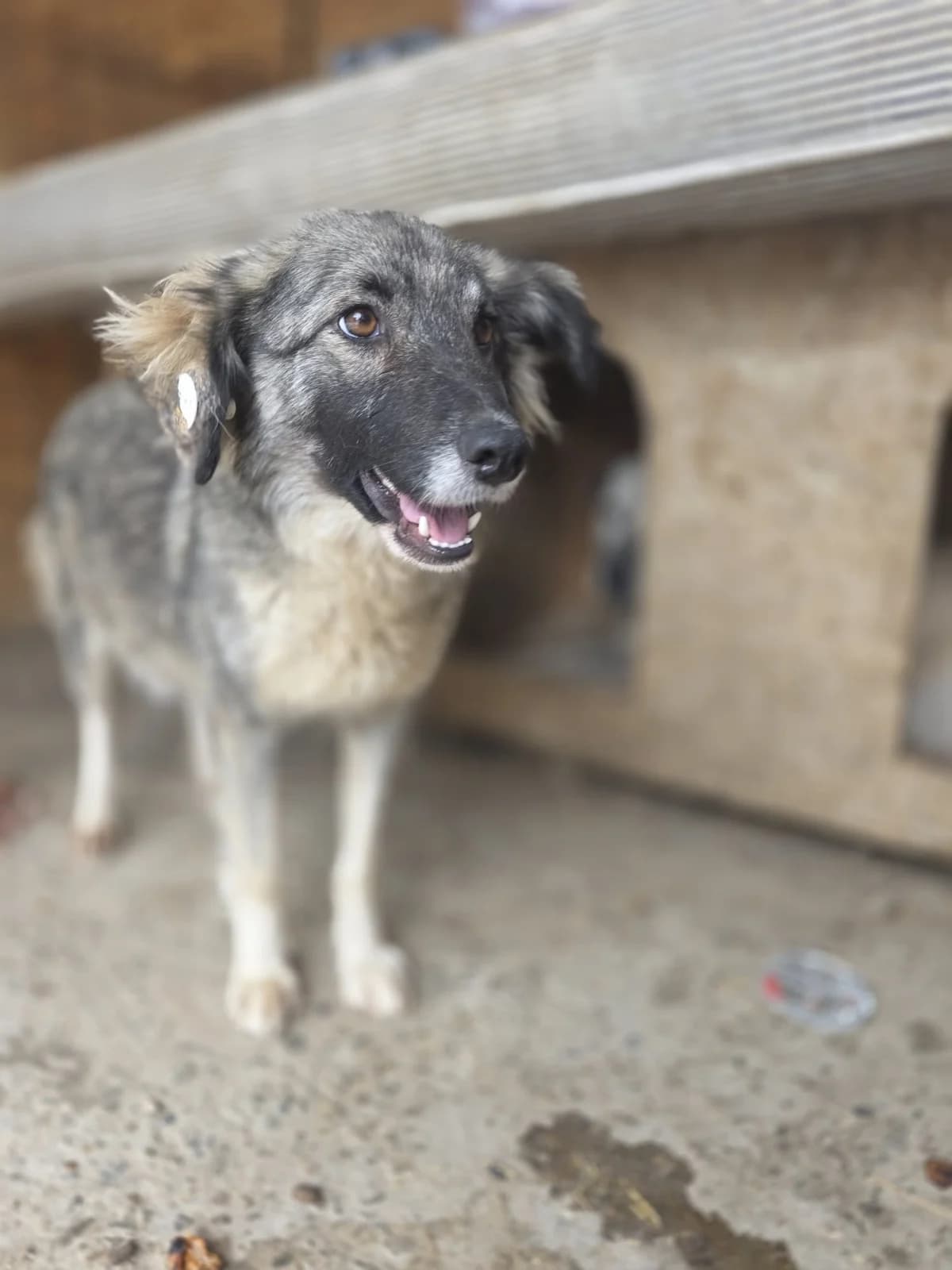 Ayla, female young Mixed Breed for adoption at Tierschutzverein Labus Family e.V.
