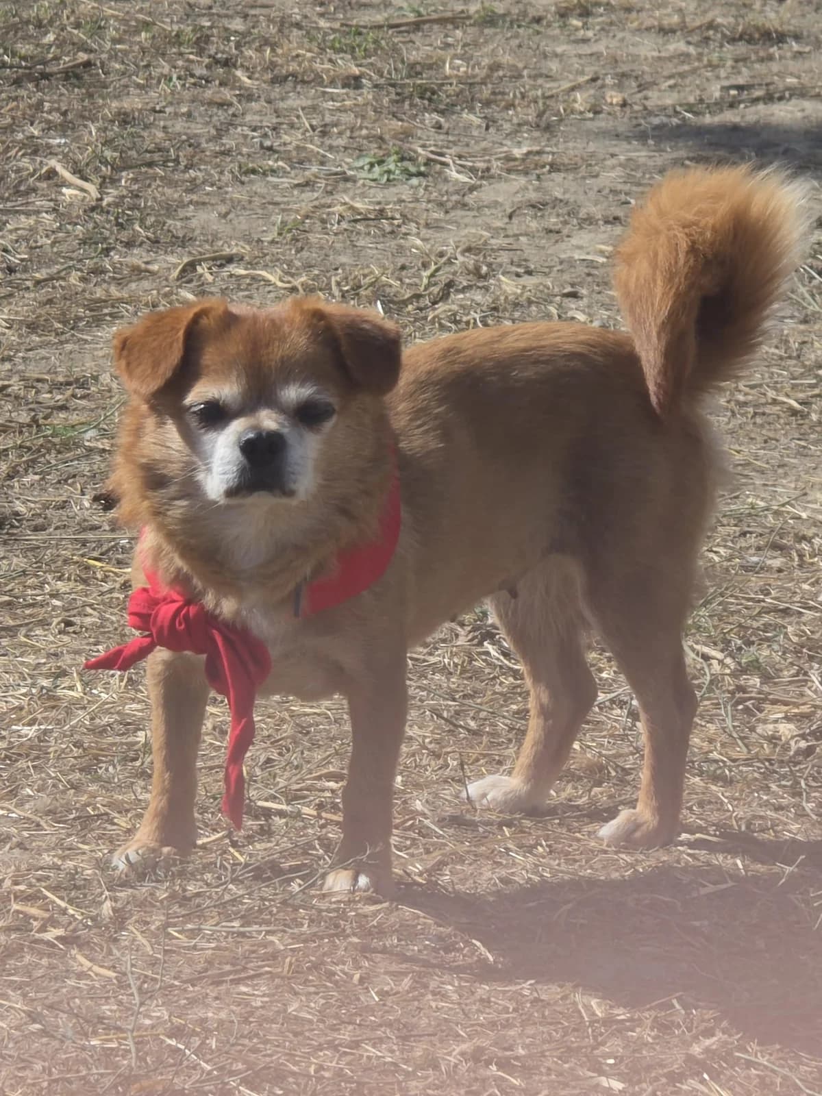 Baba Jaga, female senior Mixed Breed for adoption at Tierschutzverein Labus Family e.V.