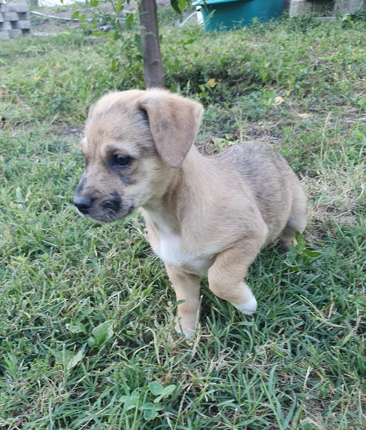 Babette, female puppy Mixed Breed for adoption at Tierschutzverein Labus Family e.V.