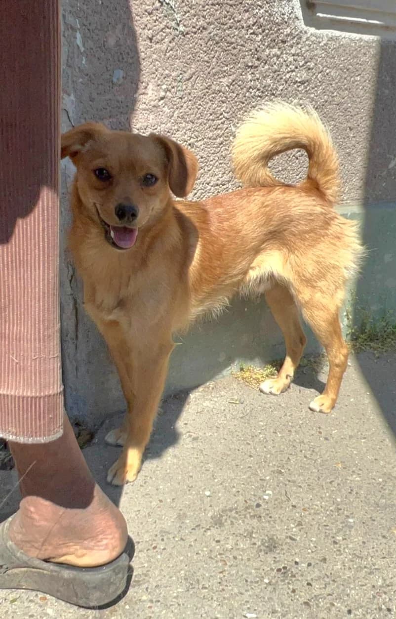 Bart, male 3yo Mixed Breed for adoption at Tierschutzverein Labus Family e.V.
