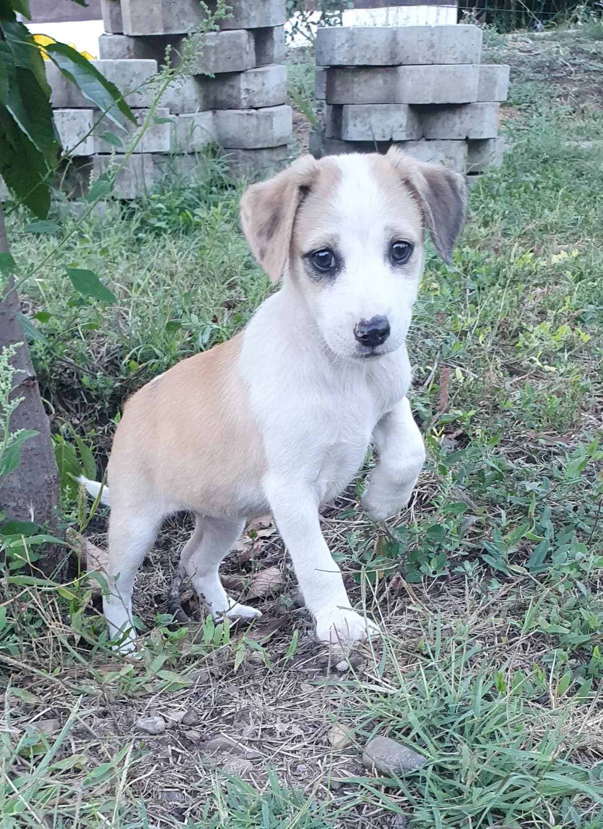 Belle, female puppy Mixed Breed for adoption at Tierschutzverein Labus Family e.V.