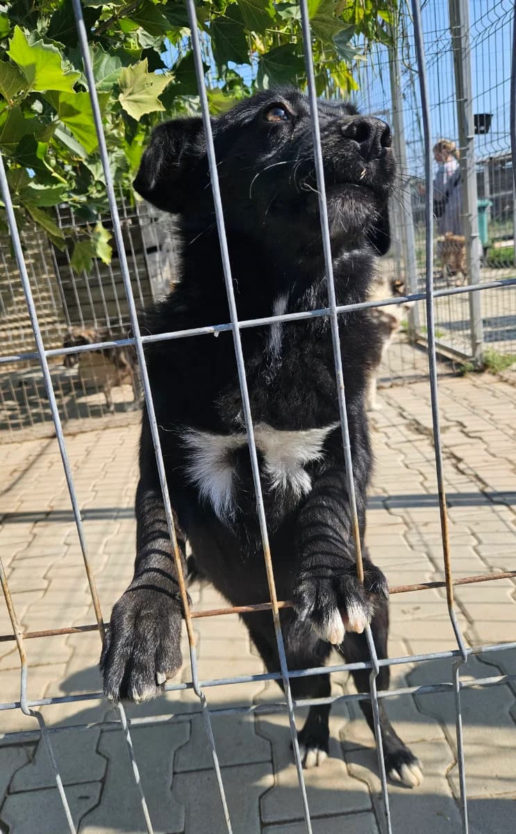 Benji, male young Mixed Breed for adoption at Tierschutzverein Labus Family e.V.