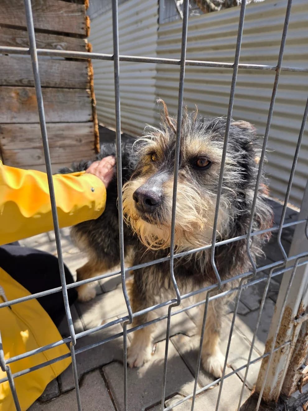 Bennet, male young Mixed Breed for adoption at Tierschutzverein Labus Family e.V.