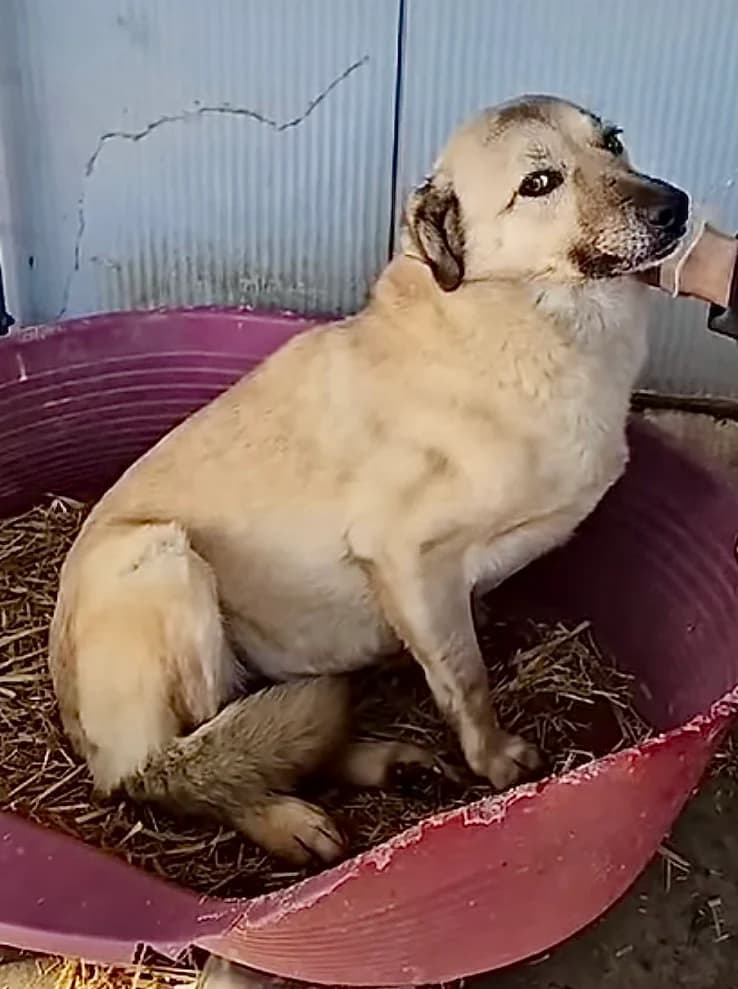 Bille, female 7yo Mixed Breed for adoption at Tierschutzverein Labus Family e.V.
