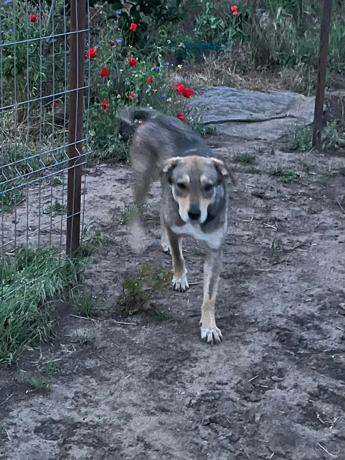 Bobita, male young Mixed Breed for adoption at Tierschutzverein Labus Family e.V.