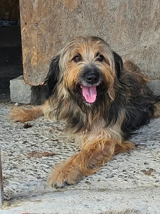 Boomer, male 3yo Mixed Breed for adoption at Tierschutzverein Labus Family e.V.