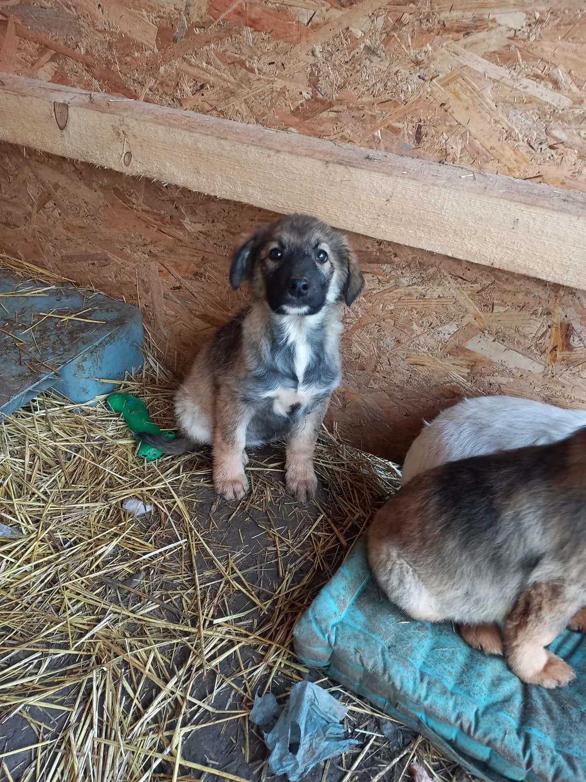 Brownie, female puppy Mixed Breed for adoption at Tierschutzverein Labus Family e.V.