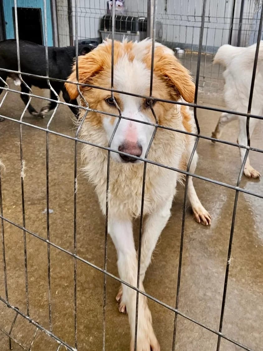 Buddy, male young Mixed Breed for adoption at Tierschutzverein Labus Family e.V.